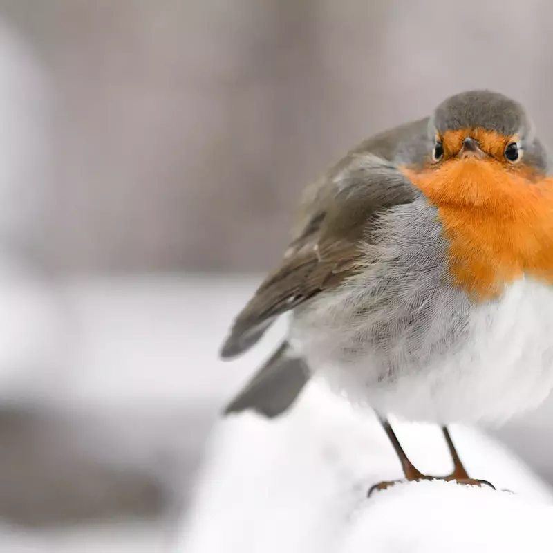 Robin in snow