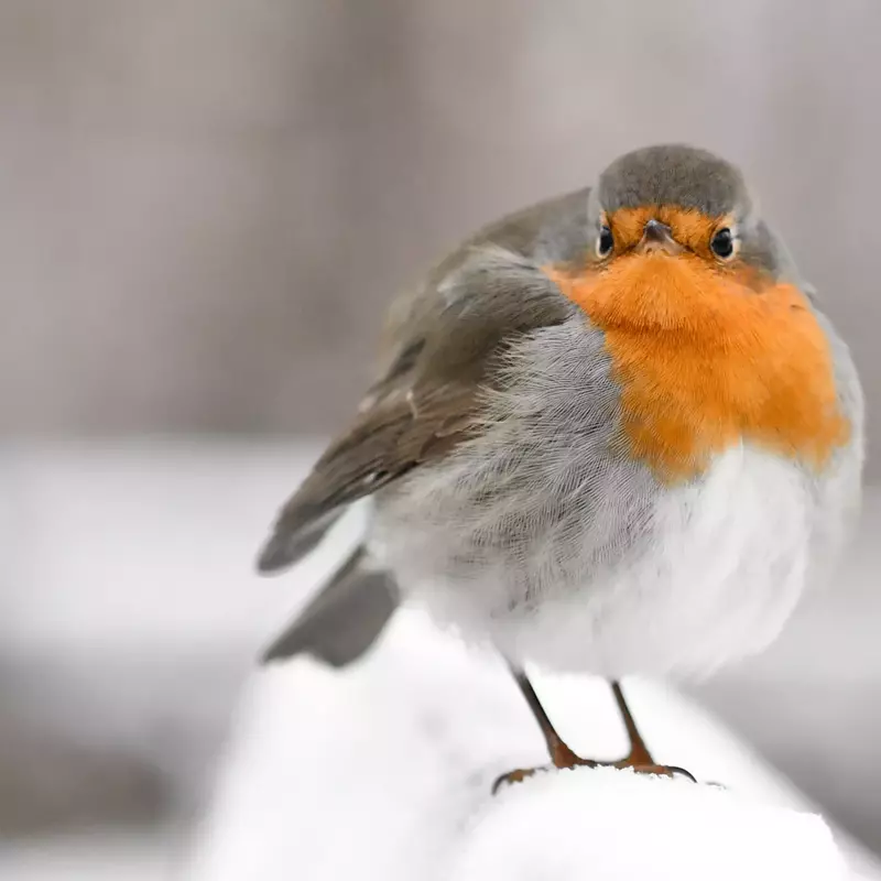 Rotkehlchen im Schnee